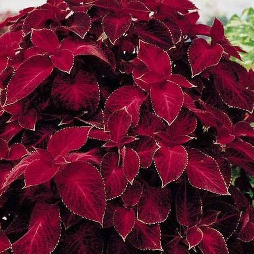 Coleus (plant Wizard Velvet Red) for planting in garden